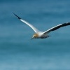 Terej australsky - Sula serrator - Australian Gannet - takapu 1363